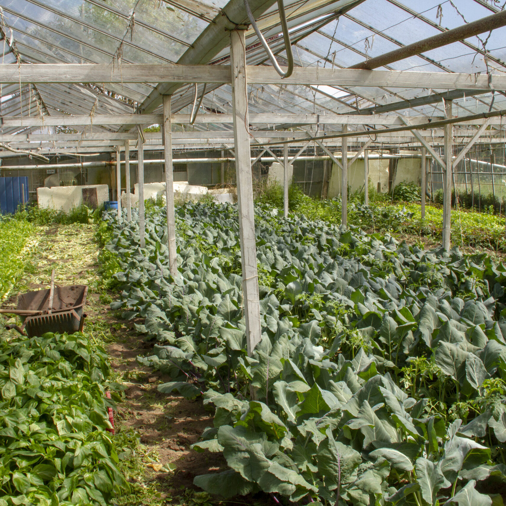 greenhouse15